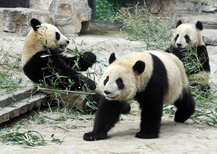 Shanghai Zoo (Shanghai Dongwu Yuan)